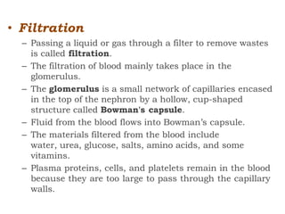 • Filtration
– Passing a liquid or gas through a filter to remove wastes
is called filtration.
– The filtration of blood mainly takes place in the
glomerulus.
– The glomerulus is a small network of capillaries encased
in the top of the nephron by a hollow, cup-shaped
structure called Bowman's capsule.
– Fluid from the blood flows into Bowman’s capsule.
– The materials filtered from the blood include
water, urea, glucose, salts, amino acids, and some
vitamins.
– Plasma proteins, cells, and platelets remain in the blood
because they are too large to pass through the capillary
walls.
 