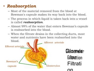 • Reabsorption
– Most of the material removed from the blood at
Bowman's capsule makes its way back into the blood.
– The process in which liquid is taken back into a vessel
is called reabsorption.
– Almost 99% of the water that enters Bowman’s capsule
is reabsorbed into the blood.
– When the filtrate drains in the collecting ducts, most
water and nutrients have been reabsorbed into the
Glomerulus
Afferent arteriole
blood.
Efferent arteriole
Bowman’s
capsule
Glomer
ular
Filtrati
 