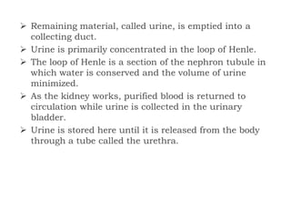  Remaining material, called urine, is emptied into a
collecting duct.
 Urine is primarily concentrated in the loop of Henle.
 The loop of Henle is a section of the nephron tubule in
which water is conserved and the volume of urine
minimized.
 As the kidney works, purified blood is returned to
circulation while urine is collected in the urinary
bladder.
 Urine is stored here until it is released from the body
through a tube called the urethra.
 