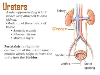 Peristalsis, a rhythmic
contraction of the ureter smooth
muscle which helps to move the
urine into the bladder.
A tube approximately 6 to 7
inches long attached to each
kidney.
Made up of three layers of
tissue
 Smooth muscle
 Fibrous tissue
 Mucous layer
Ureter
 