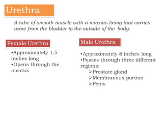 Urethra
Female Urethra Male Urethra
•Approximately 1.5
inches long
•Opens through the
meatus
•Approximately 8 inches long
•Passes through three different
regions:
Prostate gland
Membranous portion
Penis
A tube of smooth muscle with a mucous lining that carries
urine from the bladder to the outside of the body.
 