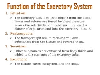 1. Filtration:
 The excretory tubule collects filtrate from the blood.
Water and solutes are forced by blood pressure
across the selectively permeable membranes of a
cluster of capillaries and into the excretory tubule.
2. Reabsorption:
 The transport epithelium reclaims valuable
substances from the filtrate and returns them.
3. Secretion:
 Other substances are extracted from body fluids and
added to the contents of the excretory tube.
4. Excretion:
 The filtrate leaves the system and the body.
 