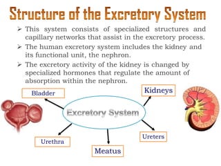  This system consists of specialized structures and
capillary networks that assist in the excretory process.
 The human excretory system includes the kidney and
its functional unit, the nephron.
 The excretory activity of the kidney is changed by
specialized hormones that regulate the amount of
absorption within the nephron.
Bladder Kidneys
Urethra
Ureters
Meatus
 
