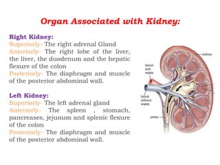 Organ Associated with Kidney:
Right Kidney:
Superiorly- The right adrenal Gland
Anteriorly- The right lobe of the liver,
the liver, the duodenum and the hepatic
flexure of the colon
Posteriorly- The diaphragm and muscle
of the posterior abdominal wall.
Left Kidney:
Superiorly- The left adrenal gland
Anteriorly- The spleen , stomach,
pancreases, jejunum and splenic flexure
of the colon
Posteriorly- The diaphragm and muscle
of the posterior abdominal wall.
 