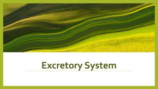 Excretory System
 