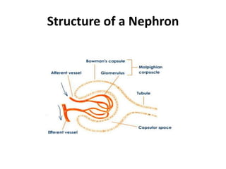 Structure of a Nephron
 