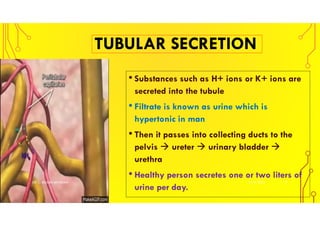 Urinary Secretion Excretory system | PDF