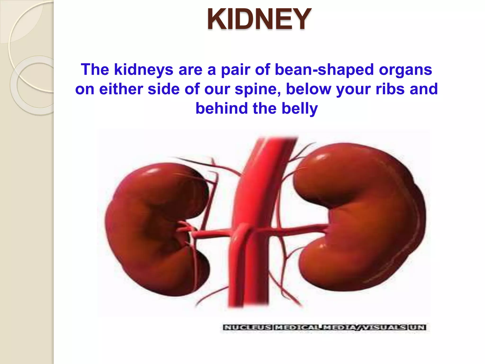 KIDNEY
The kidneys are a pair of bean-shaped organs
on either side of our spine, below your ribs and
behind the belly
 