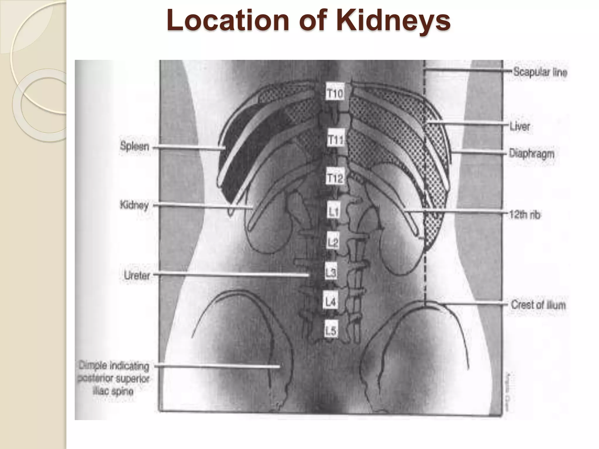 Location of Kidneys
 