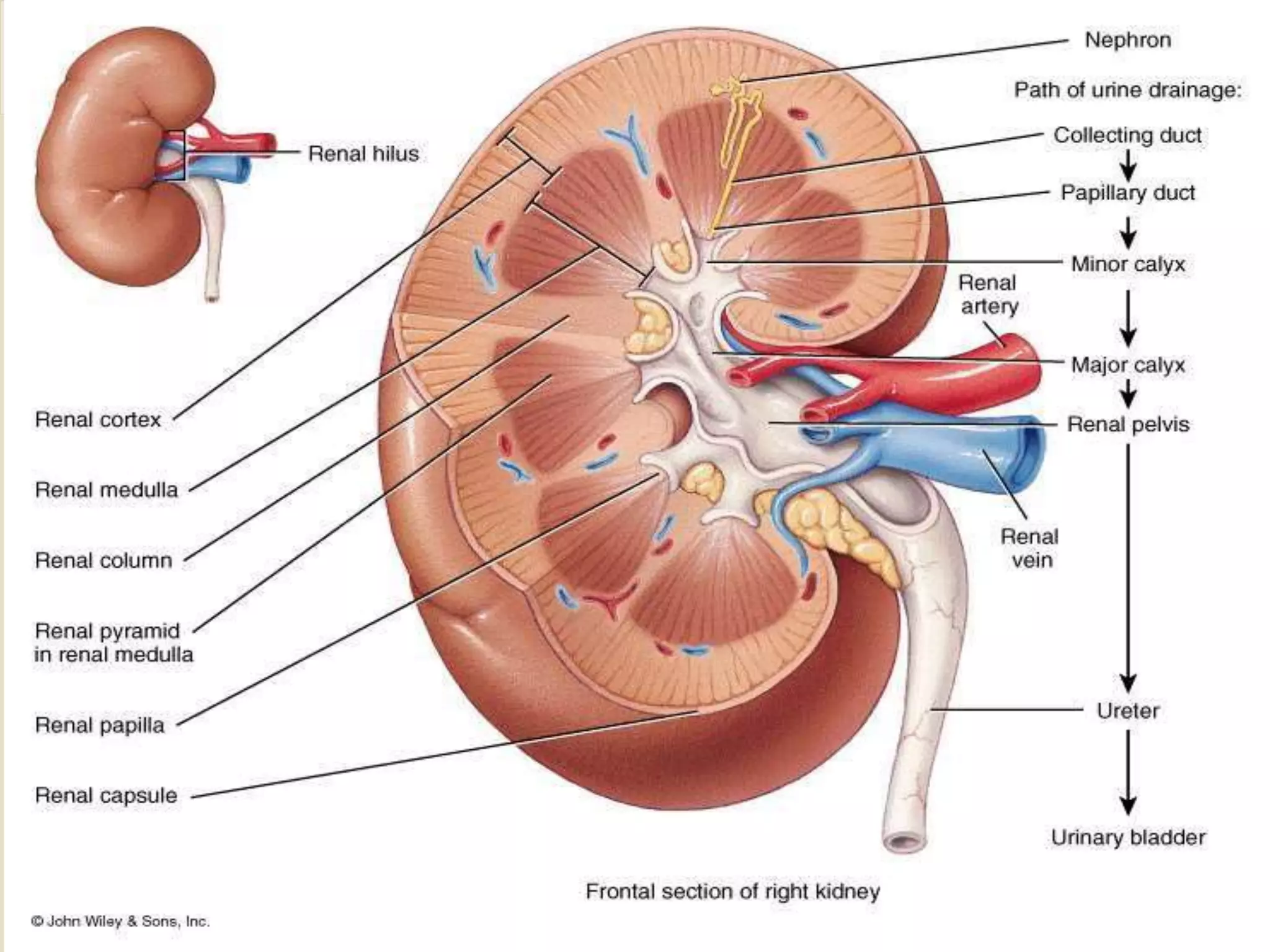 Organs associated with the kidney
 LEFT KIDNEY
 Superiorly- the left adrenal gland.
 Anteriorly- the spleen, stomach, jejunumand
splenic flexure of the colon.
 Posteriorly - the diaphragm and muscles of the
posterior abdominalwall.
 