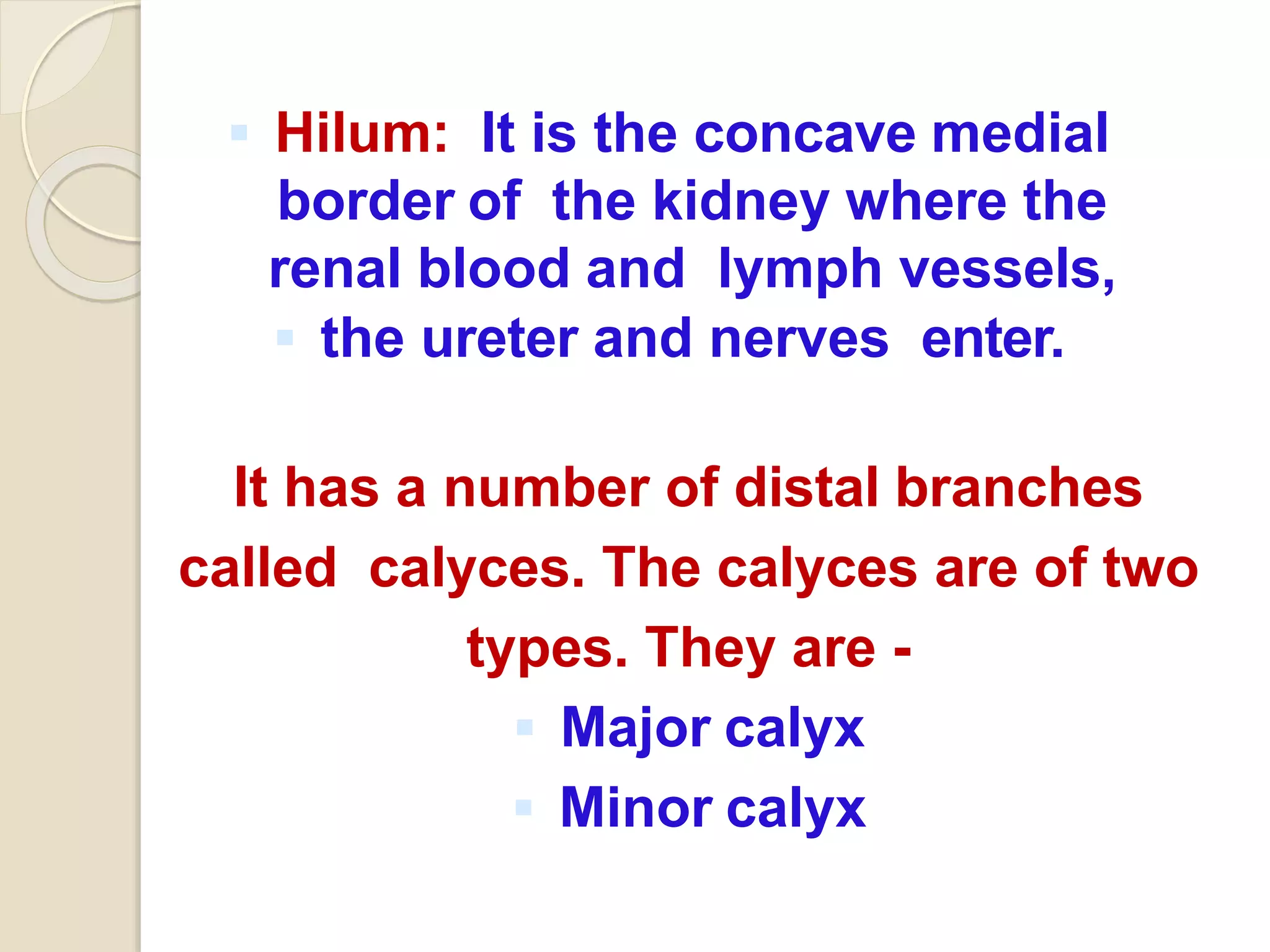  Hilum: It is the concave medial
border of the kidney where the
renal blood and lymph vessels,
 the ureter and nerves enter.
It has a number of distal branches
called calyces. The calyces are of two
types. They are -
 Major calyx
 Minor calyx
 