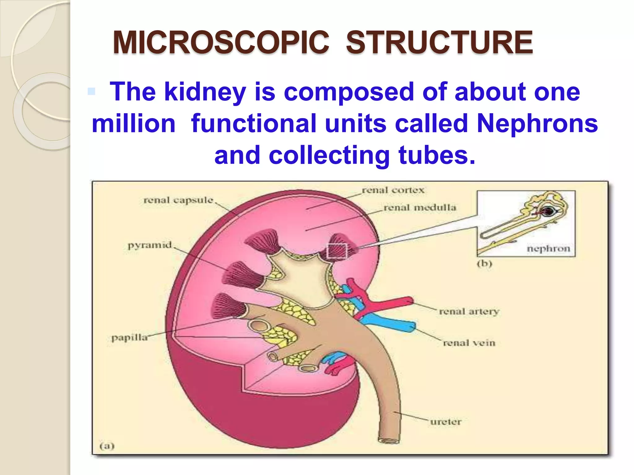MICROSCOPIC STRUCTURE
 The kidney is composed of about one
million functional units called Nephrons
and collecting tubes.
 