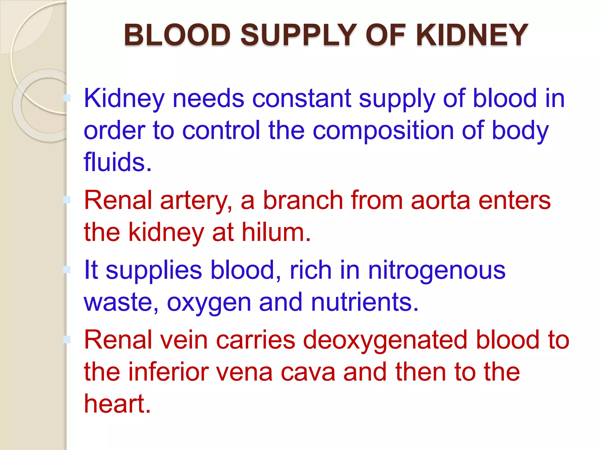 BLOOD SUPPLY OF KIDNEY
 Kidney needs constant supply of blood in
order to control the composition of body
fluids.
 Renal artery, a branch from aorta enters
the kidney at hilum.
 It supplies blood, rich in nitrogenous
waste, oxygen and nutrients.
 Renal vein carries deoxygenated blood to
the inferior vena cava and then to the
heart.
 