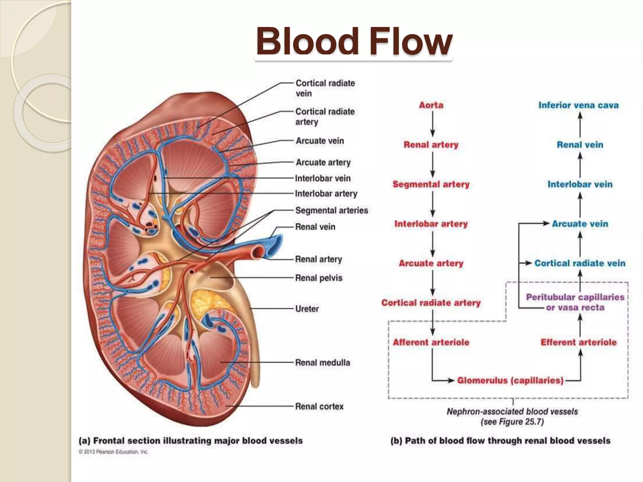 Blood Flow
 