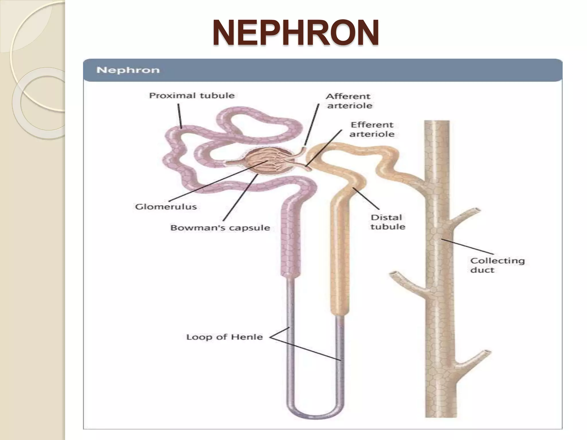 NEPHRON
 