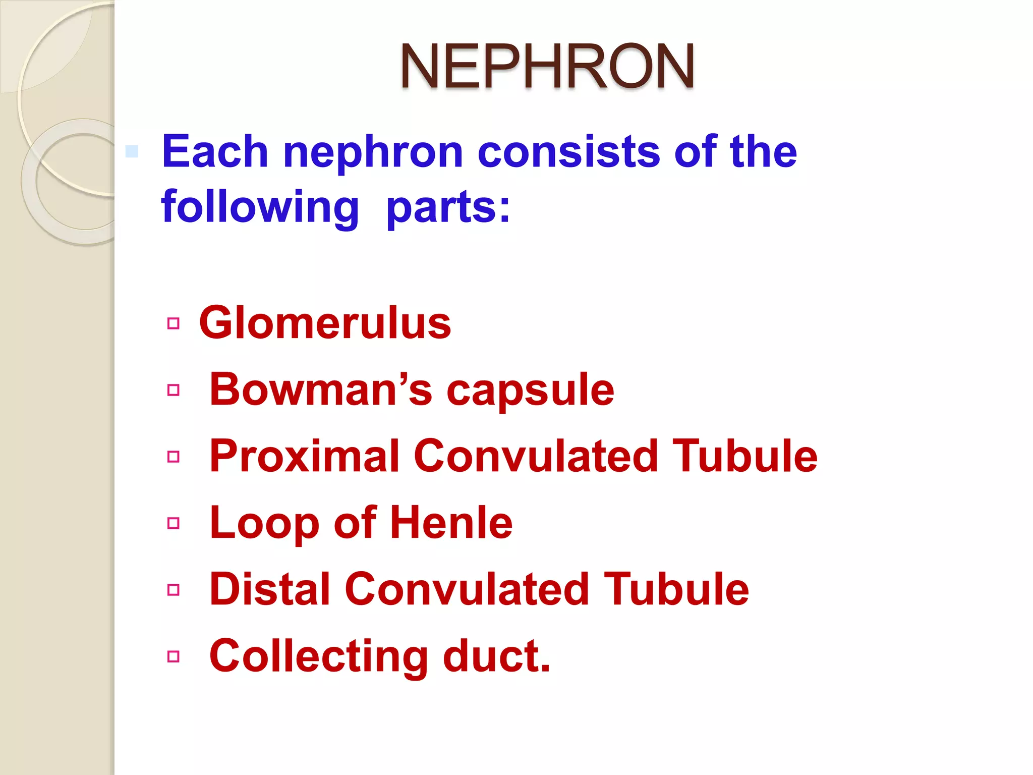 NEPHRON
 Each nephron consists of the
following parts:
 Glomerulus
 Bowman’s capsule
 Proximal Convulated Tubule
 Loop of Henle
 Distal Convulated Tubule
 Collecting duct.
 