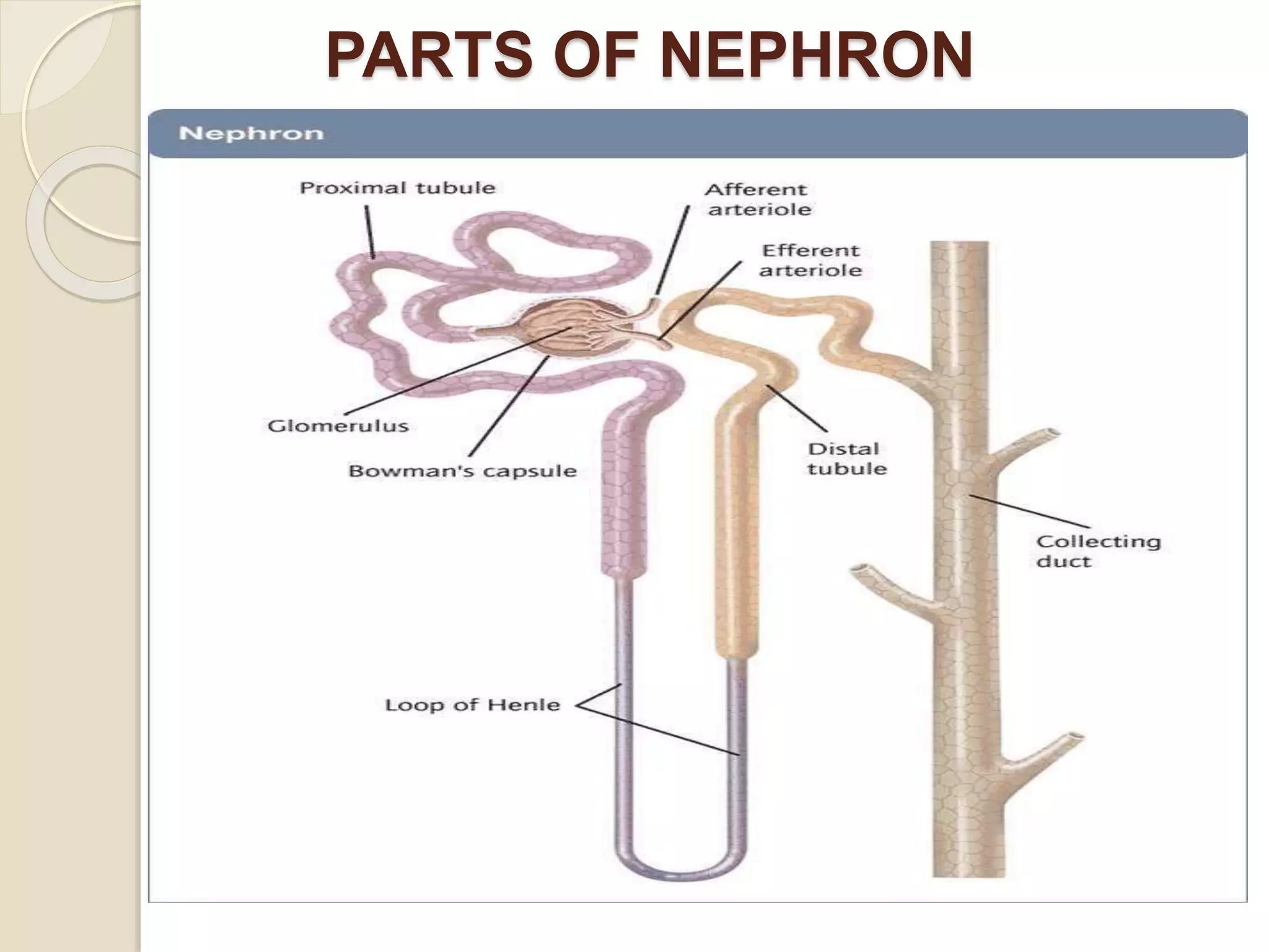PARTS OF NEPHRON
 