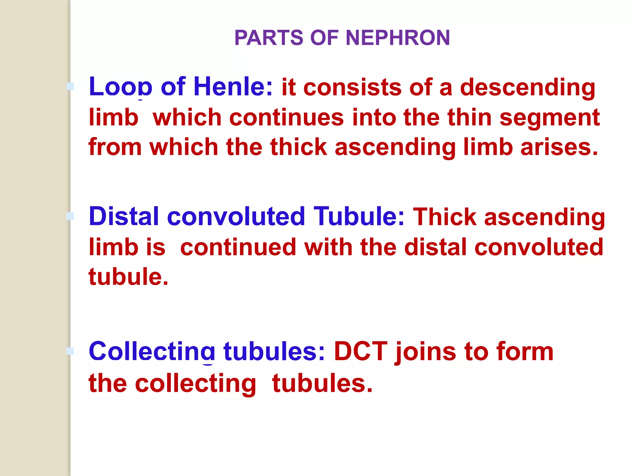  Loop of Henle: it consists of a descending
limb which continues into the thin segment
from which the thick ascending limb arises.
 Distal convoluted Tubule: Thick ascending
limb is continued with the distal convoluted
tubule.
 Collecting tubules: DCT joins to form
the collecting tubules.
PARTS OF NEPHRON
 