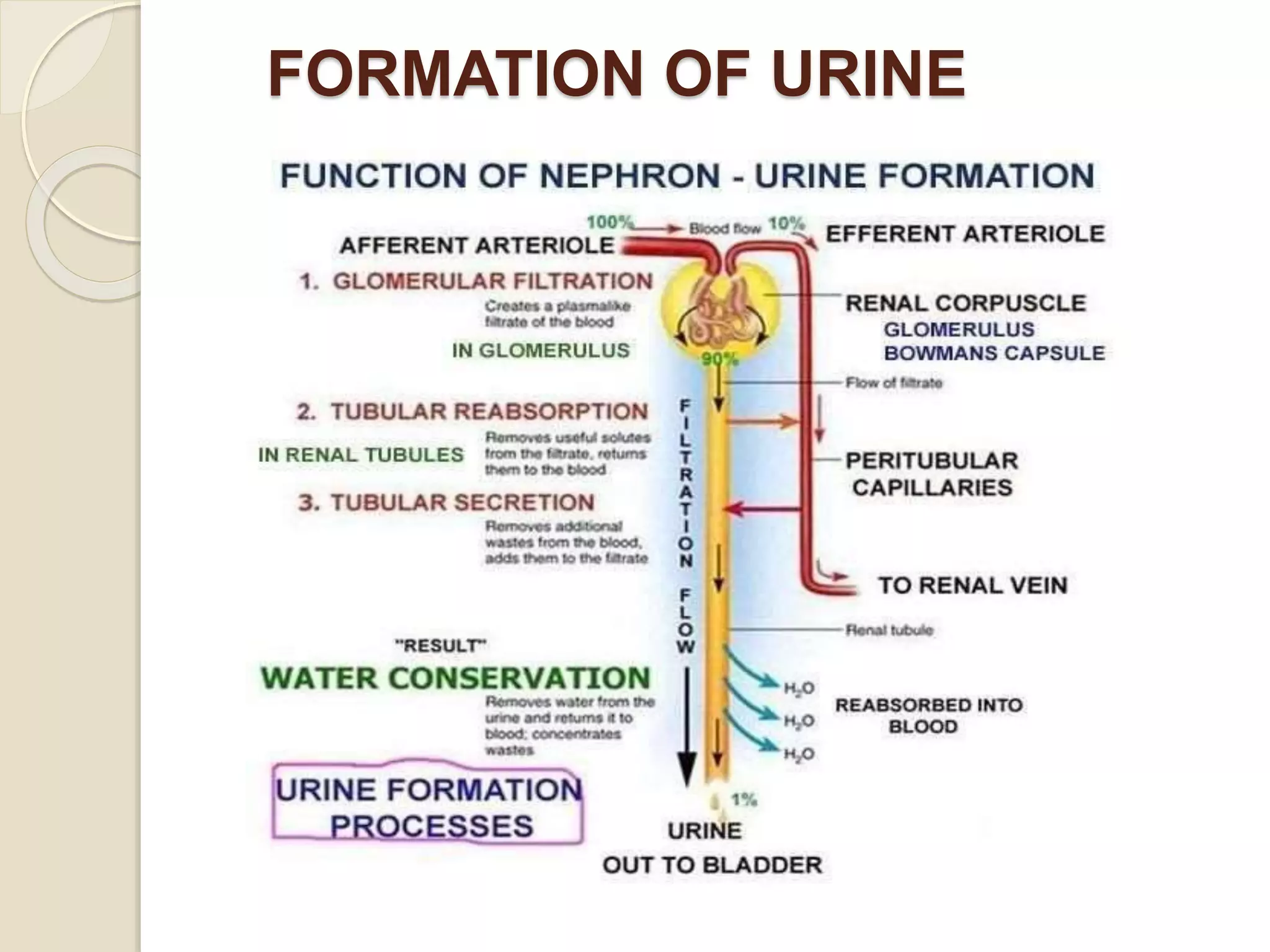 FORMATION OF URINE
 