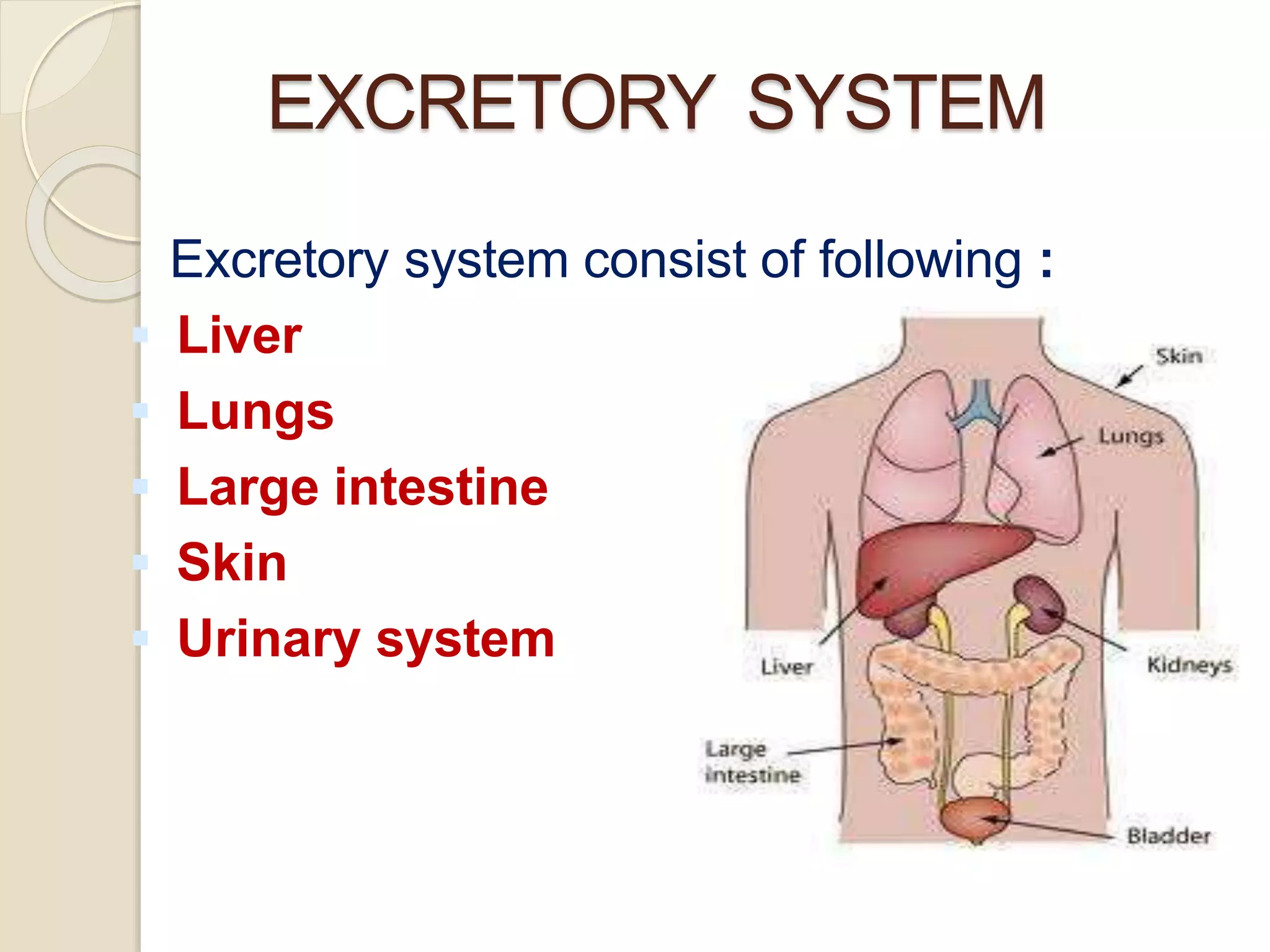 EXCRETORY SYSTEM
Excretory system consist of following :
 Liver
 Lungs
 Large intestine
 Skin
 Urinary system
 