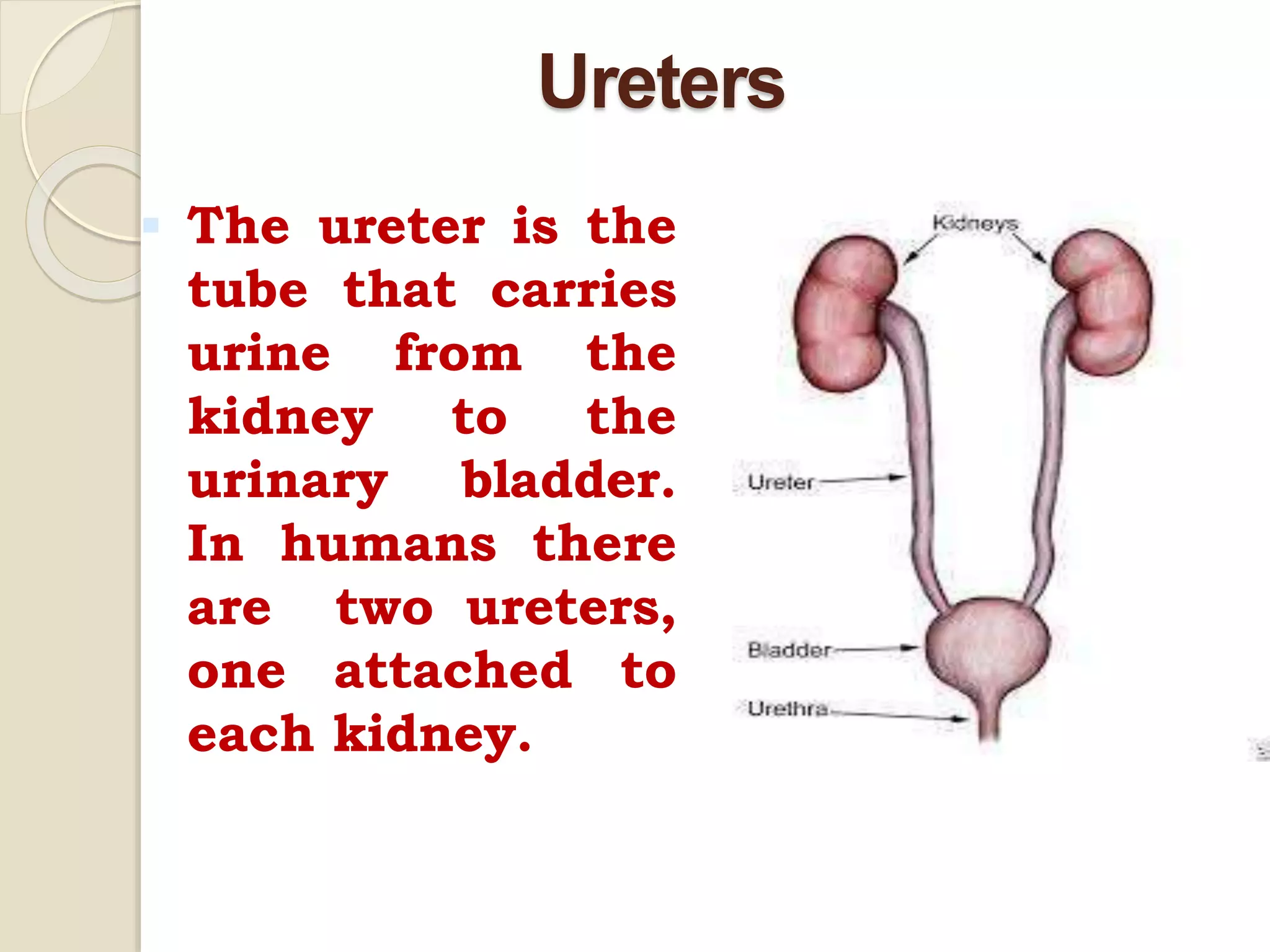 Ureters
 The ureter is the
tube that carries
urine from the
kidney to the
urinary bladder.
In humans there
are two ureters,
one attached to
each kidney.
 