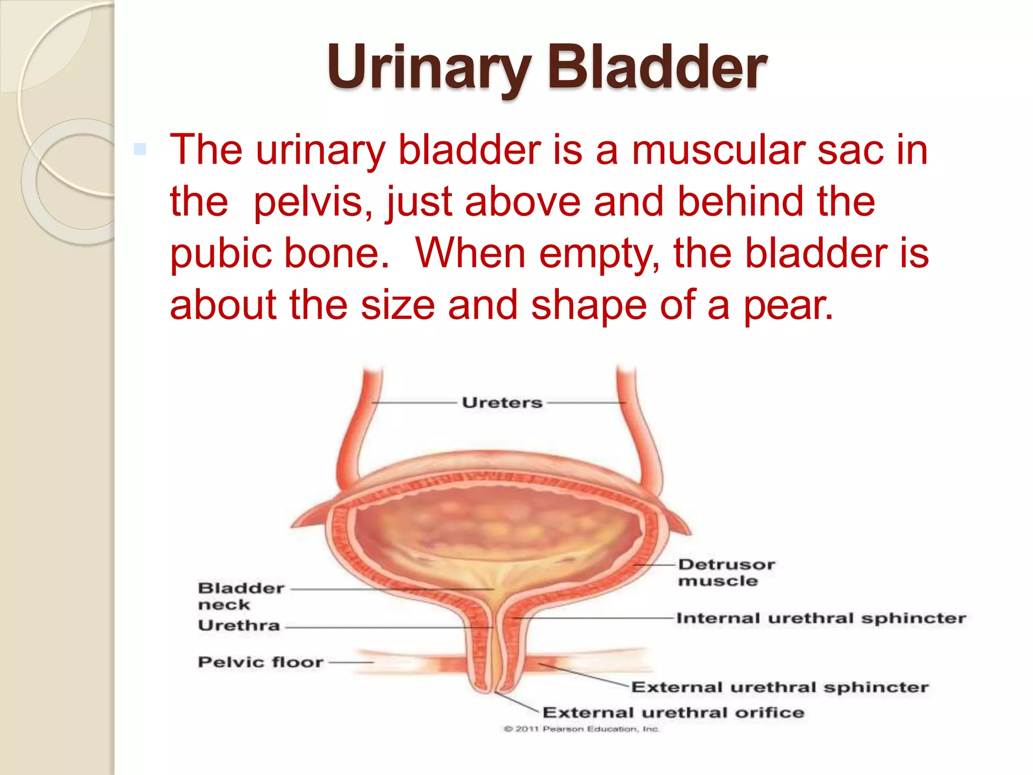 Urinary Bladder
 The urinary bladder is a muscular sac in
the pelvis, just above and behind the
pubic bone. When empty, the bladder is
about the size and shape of a pear.
 