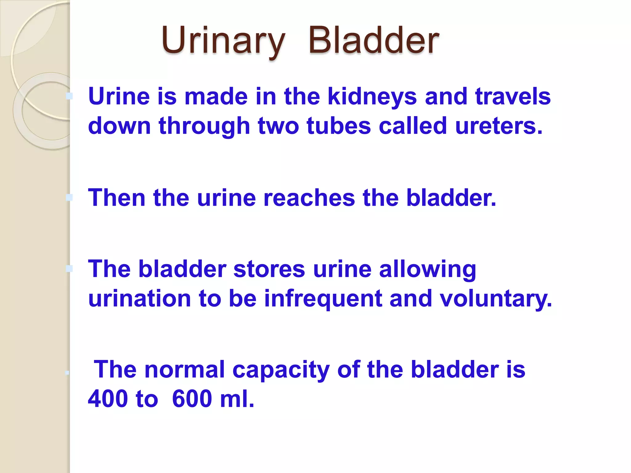 Urinary Bladder
 Urine is made in the kidneys and travels
down through two tubes called ureters.
 Then the urine reaches the bladder.
 The bladder stores urine allowing
urination to be infrequent and voluntary.
 The normal capacity of the bladder is
400 to 600 ml.
 