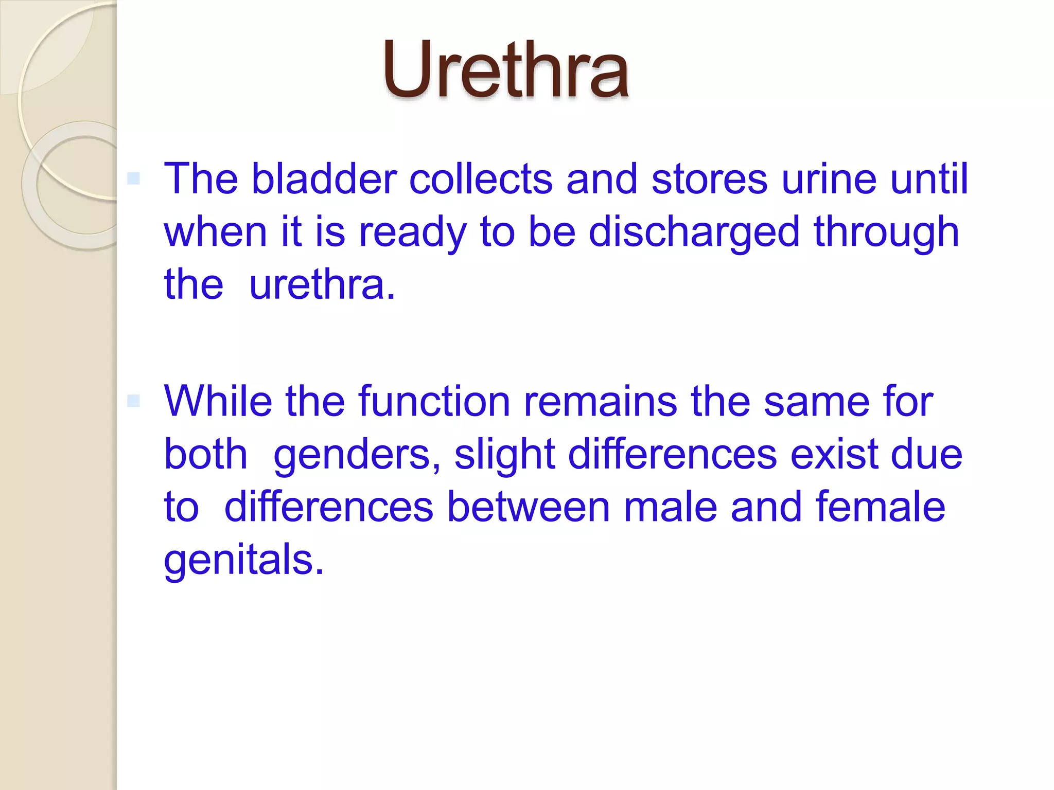 Urethra
 The bladder collects and stores urine until
when it is ready to be discharged through
the urethra.
 While the function remains the same for
both genders, slight differences exist due
to differences between male and female
genitals.
 