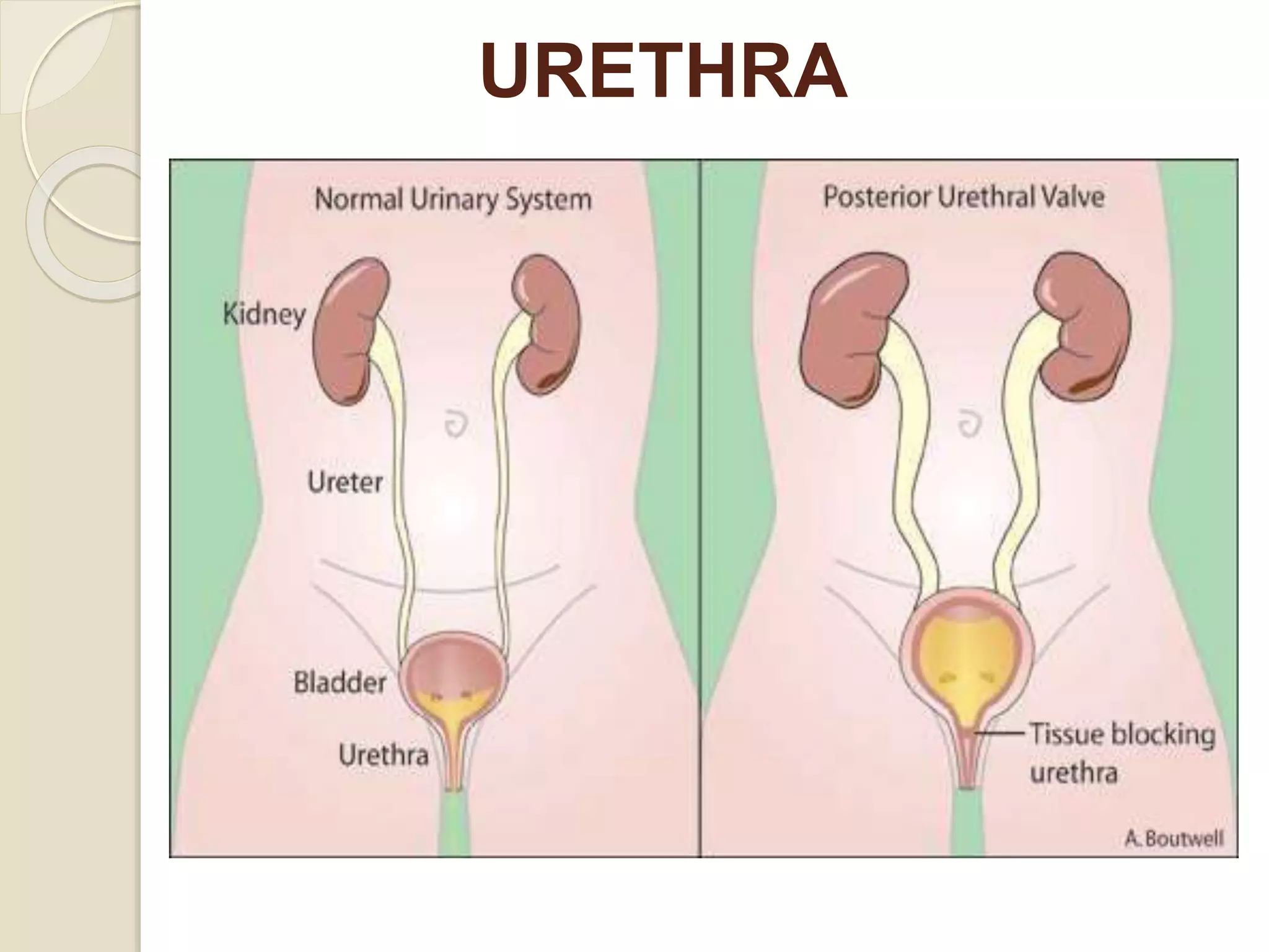 URETHRA
 
