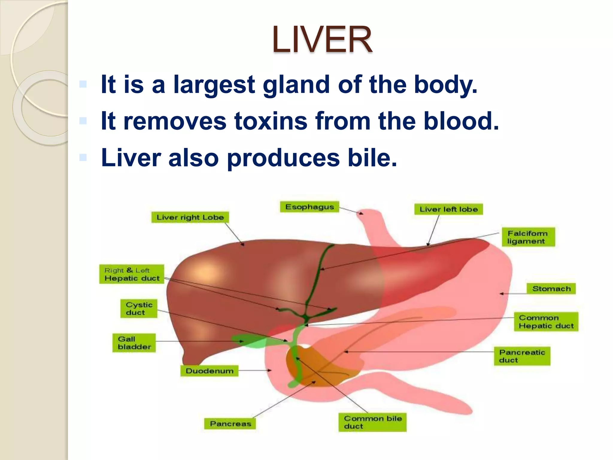 LIVER
 It is a largest gland of the body.
 It removes toxins from the blood.
 Liver also produces bile.
 
