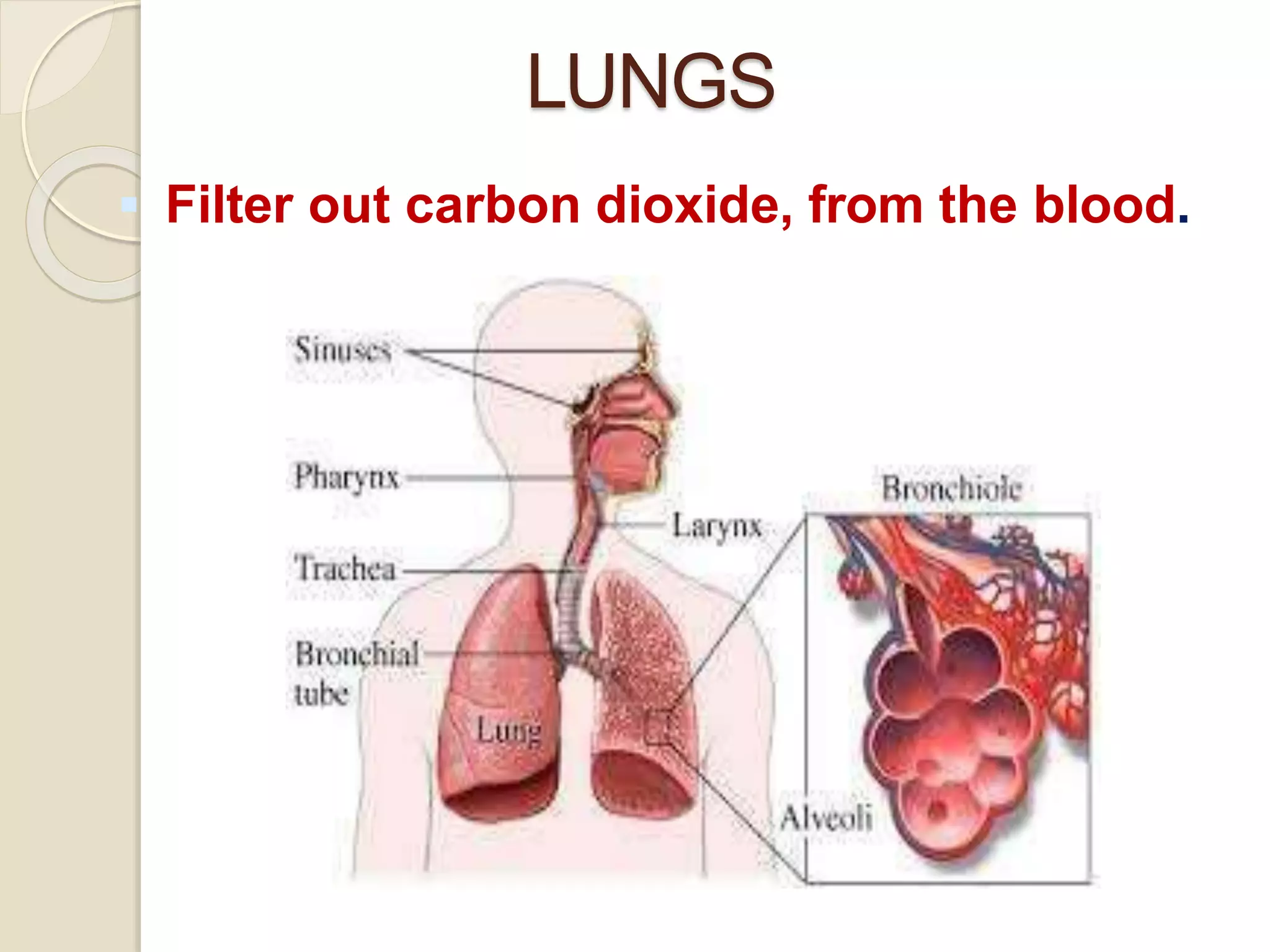 LUNGS
 Filter out carbon dioxide, from the blood.
 
