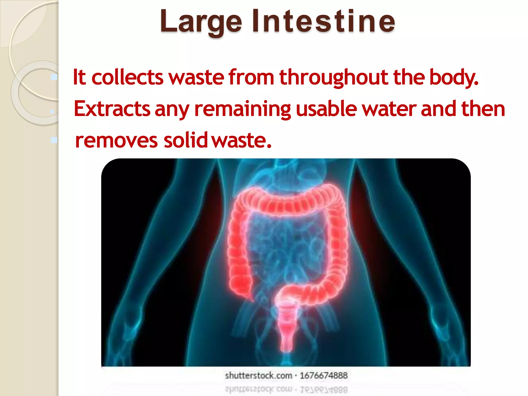 Large Intestine
 It collects waste from throughout the body.
 Extracts any remaining usable water and then
 removes solidwaste.
 