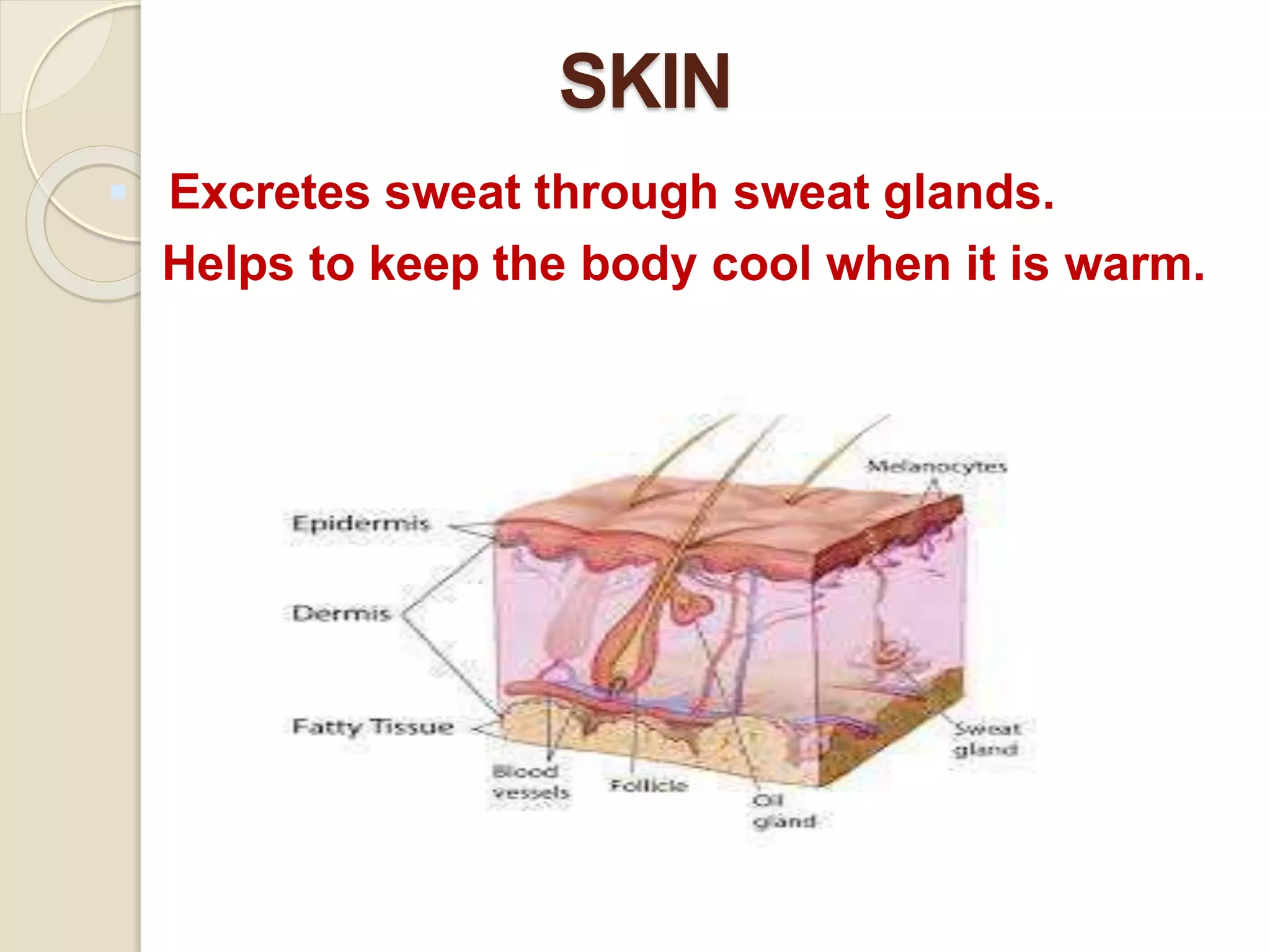 SKIN
 Excretes sweat through sweat glands.
Helps to keep the body cool when it is warm.
 