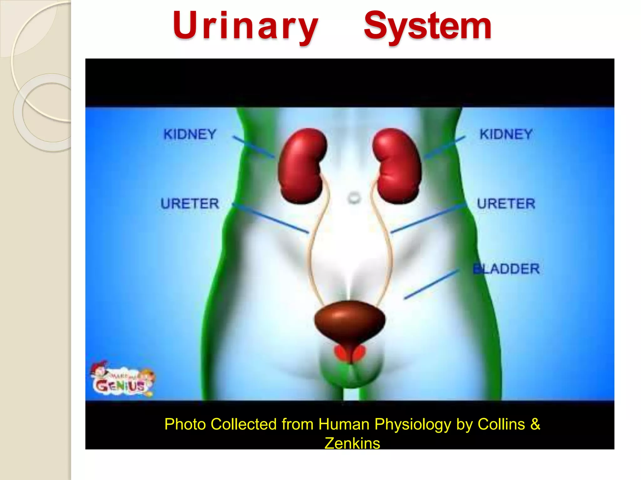 Urinary System
Photo Collected from Human Physiology by Collins &
Zenkins
 