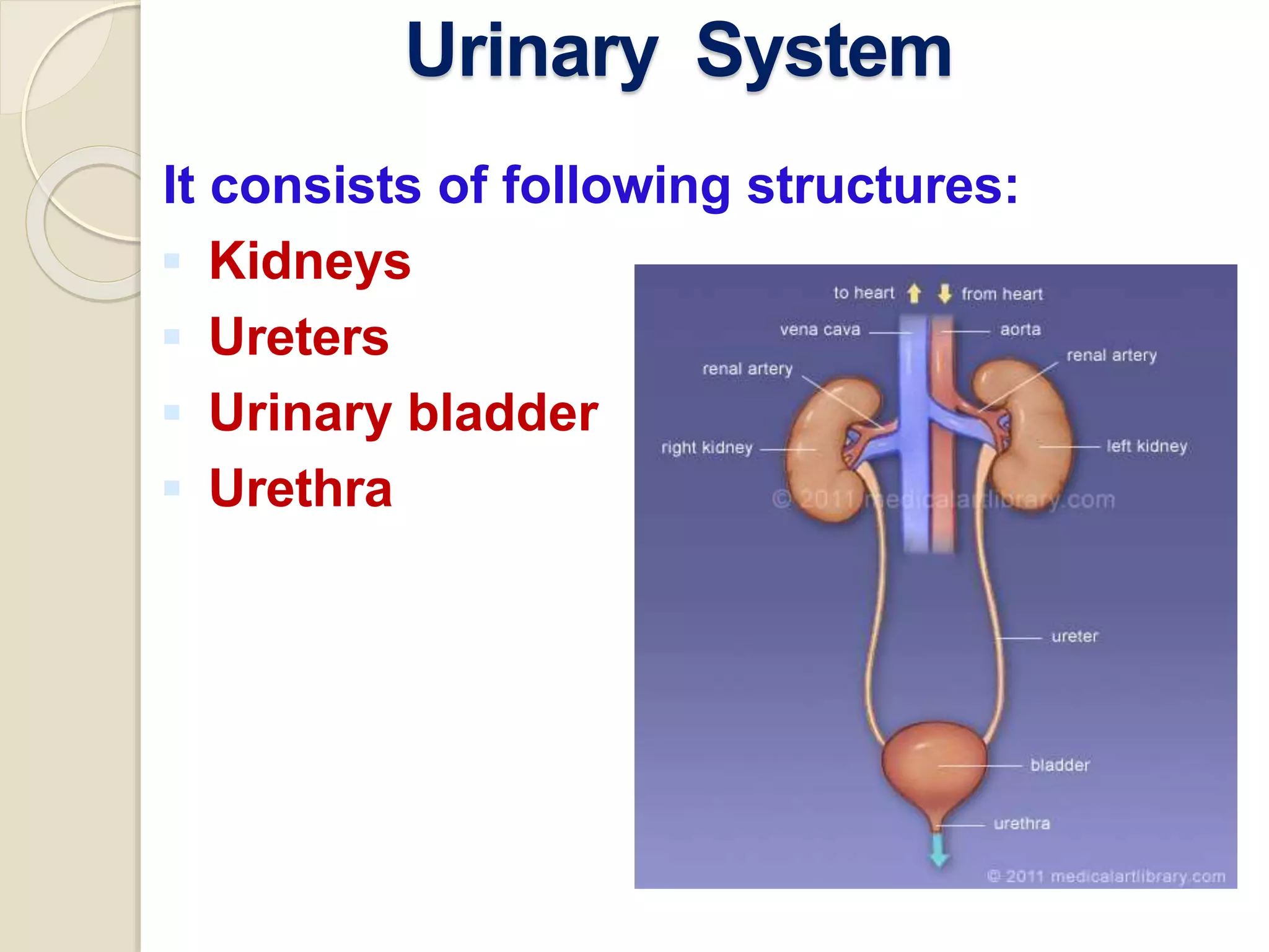 Urinary System
It consists of following structures:
 Kidneys
 Ureters
 Urinary bladder
 Urethra
 