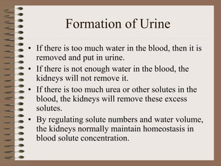 Formation of Urine
• If there is too much water in the blood, then it is
removed and put in urine.
• If there is not enough water in the blood, the
kidneys will not remove it.
• If there is too much urea or other solutes in the
blood, the kidneys will remove these excess
solutes.
• By regulating solute numbers and water volume,
the kidneys normally maintain homeostasis in
blood solute concentration.
 