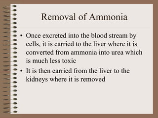 Removal of Ammonia
• Once excreted into the blood stream by
cells, it is carried to the liver where it is
converted from ammonia into urea which
is much less toxic
• It is then carried from the liver to the
kidneys where it is removed
 