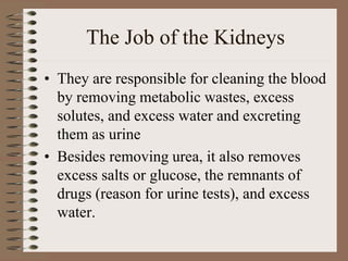 The Job of the Kidneys
• They are responsible for cleaning the blood
by removing metabolic wastes, excess
solutes, and excess water and excreting
them as urine
• Besides removing urea, it also removes
excess salts or glucose, the remnants of
drugs (reason for urine tests), and excess
water.
 