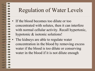 Regulation of Water Levels
• If the blood becomes too dilute or too
concentrated with solutes, then it can interfere
with normal cellular activity. Recall hypertonic,
hypotonic & isotonic solutions!
• The kidneys are able to regulate water
concentration in the blood by removing excess
water if the blood is too dilute or conserving
water in the blood if it is not dilute enough
 