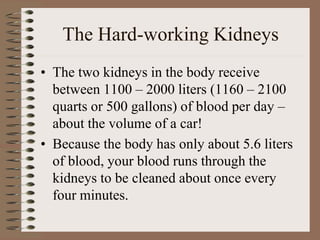The Hard-working Kidneys
• The two kidneys in the body receive
between 1100 – 2000 liters (1160 – 2100
quarts or 500 gallons) of blood per day –
about the volume of a car!
• Because the body has only about 5.6 liters
of blood, your blood runs through the
kidneys to be cleaned about once every
four minutes.
 