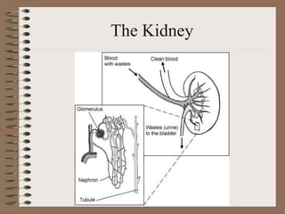 The Kidney
 