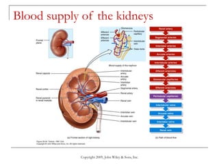Copyright 2009, John Wiley & Sons, Inc.
Blood supply of the kidneys
 