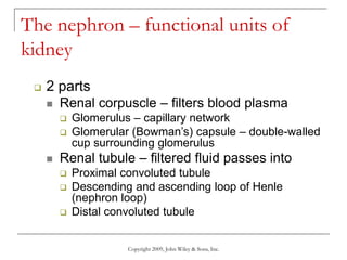 Copyright 2009, John Wiley & Sons, Inc.
The nephron – functional units of
kidney
 2 parts
 Renal corpuscle – filters blood plasma
 Glomerulus – capillary network
 Glomerular (Bowman’s) capsule – double-walled
cup surrounding glomerulus
 Renal tubule – filtered fluid passes into
 Proximal convoluted tubule
 Descending and ascending loop of Henle
(nephron loop)
 Distal convoluted tubule
 