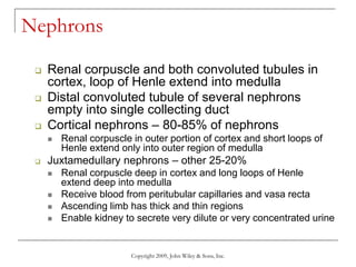 Copyright 2009, John Wiley & Sons, Inc.
Nephrons
 Renal corpuscle and both convoluted tubules in
cortex, loop of Henle extend into medulla
 Distal convoluted tubule of several nephrons
empty into single collecting duct
 Cortical nephrons – 80-85% of nephrons
 Renal corpuscle in outer portion of cortex and short loops of
Henle extend only into outer region of medulla
 Juxtamedullary nephrons – other 25-20%
 Renal corpuscle deep in cortex and long loops of Henle
extend deep into medulla
 Receive blood from peritubular capillaries and vasa recta
 Ascending limb has thick and thin regions
 Enable kidney to secrete very dilute or very concentrated urine
 