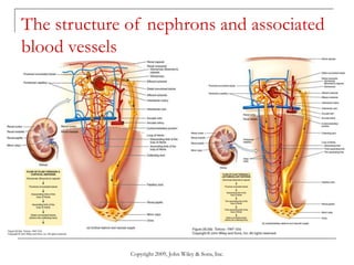 Copyright 2009, John Wiley & Sons, Inc.
The structure of nephrons and associated
blood vessels
 