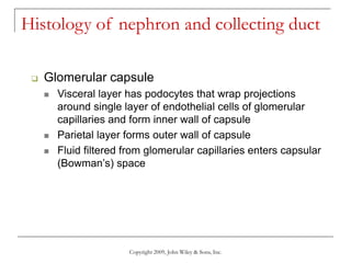 Copyright 2009, John Wiley & Sons, Inc.
Histology of nephron and collecting duct
 Glomerular capsule
 Visceral layer has podocytes that wrap projections
around single layer of endothelial cells of glomerular
capillaries and form inner wall of capsule
 Parietal layer forms outer wall of capsule
 Fluid filtered from glomerular capillaries enters capsular
(Bowman’s) space
 
