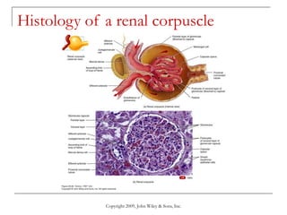 Copyright 2009, John Wiley & Sons, Inc.
Histology of a renal corpuscle
 