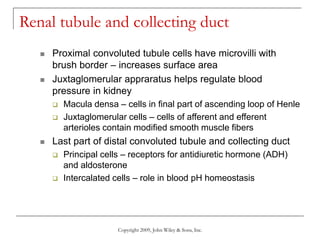 Copyright 2009, John Wiley & Sons, Inc.
Renal tubule and collecting duct
 Proximal convoluted tubule cells have microvilli with
brush border – increases surface area
 Juxtaglomerular appraratus helps regulate blood
pressure in kidney
 Macula densa – cells in final part of ascending loop of Henle
 Juxtaglomerular cells – cells of afferent and efferent
arterioles contain modified smooth muscle fibers
 Last part of distal convoluted tubule and collecting duct
 Principal cells – receptors for antidiuretic hormone (ADH)
and aldosterone
 Intercalated cells – role in blood pH homeostasis
 