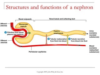 Copyright 2009, John Wiley & Sons, Inc.
Structures and functions of a nephron
Renal corpuscle Renal tubule and collecting duct
Peritubular capillaries
Urine
(contains
excreted
substances)
Blood
(contains
reabsorbed
substances)
Fluid in
renal tubule
Afferent
arteriole
Filtration from blood
plasma into nephron
Efferent
arteriole
Glomerular
capsule
1
Renal corpuscle Renal tubule and collecting duct
Peritubular capillaries
Urine
(contains
excreted
substances)
Blood
(contains
reabsorbed
substances)
Tubular reabsorption
from fluid into blood
Fluid in
renal tubule
Afferent
arteriole
Filtration from blood
plasma into nephron
Efferent
arteriole
Glomerular
capsule
1
2
Renal corpuscle Renal tubule and collecting duct
Peritubular capillaries
Urine
(contains
excreted
substances)
Blood
(contains
reabsorbed
substances)
Tubular secretion
from blood into fluid
Tubular reabsorption
from fluid into blood
Fluid in
renal tubule
Afferent
arteriole
Filtration from blood
plasma into nephron
Efferent
arteriole
Glomerular
capsule
1
2 3
 