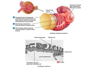 Filtration slit
Pedicel of podocyte
Fenestration (pore) of
glomerular endothelial cell
Basal lamina
Lumen of glomerulus
(b) Filtration membrane
TEM 78,000x
(a) Details of filtration membrane
Filtration slit
Pedicel
Fenestration (pore) of glomerular
endothelial cell: prevents filtration of
blood cells but allows all components
of blood plasma to pass through
Podocyte of visceral
layer of glomerular
(Bowman’s) capsule
1
Filtration slit
Pedicel of podocyte
Fenestration (pore) of
glomerular endothelial cell
Basal lamina
Lumen of glomerulus
(b) Filtration membrane
TEM 78,000x
(a) Details of filtration membrane
Filtration slit
Pedicel
Fenestration (pore) of glomerular
endothelial cell: prevents filtration of
blood cells but allows all components
of blood plasma to pass through
Basal lamina of glomerulus:
prevents filtration of larger proteins
Podocyte of visceral
layer of glomerular
(Bowman’s) capsule
1
2
Filtration slit
Pedicel of podocyte
Fenestration (pore) of
glomerular endothelial cell
Basal lamina
Lumen of glomerulus
(b) Filtration membrane
TEM 78,000x
(a) Details of filtration membrane
Filtration slit
Pedicel
Fenestration (pore) of glomerular
endothelial cell: prevents filtration of
blood cells but allows all components
of blood plasma to pass through
Basal lamina of glomerulus:
prevents filtration of larger proteins
Slit membrane between pedicels:
prevents filtration of medium-sized
proteins
Podocyte of visceral
layer of glomerular
(Bowman’s) capsule
1
2
3
 